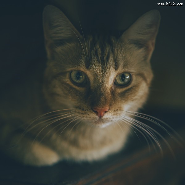 睁大双眼的小猫图片