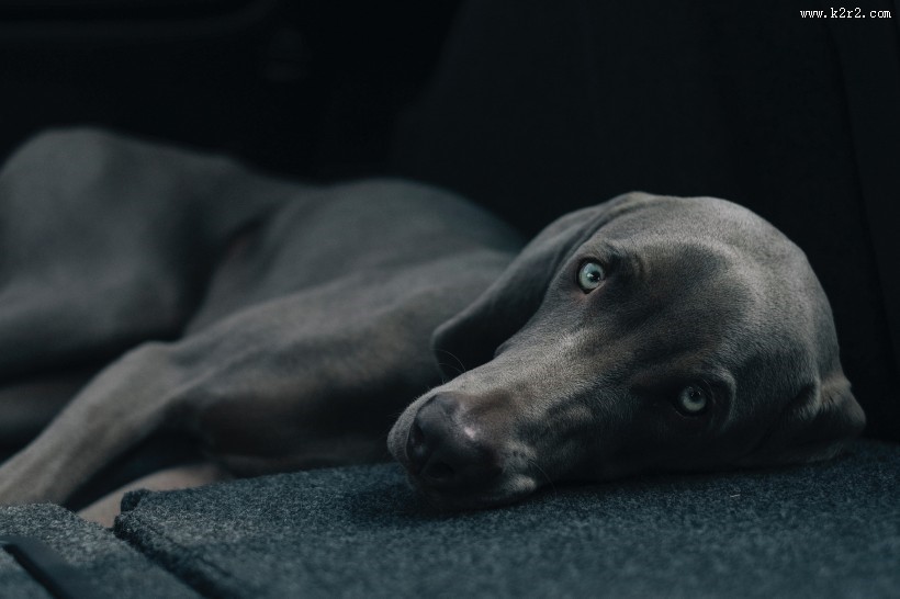 趴着的宠物狗图片大全