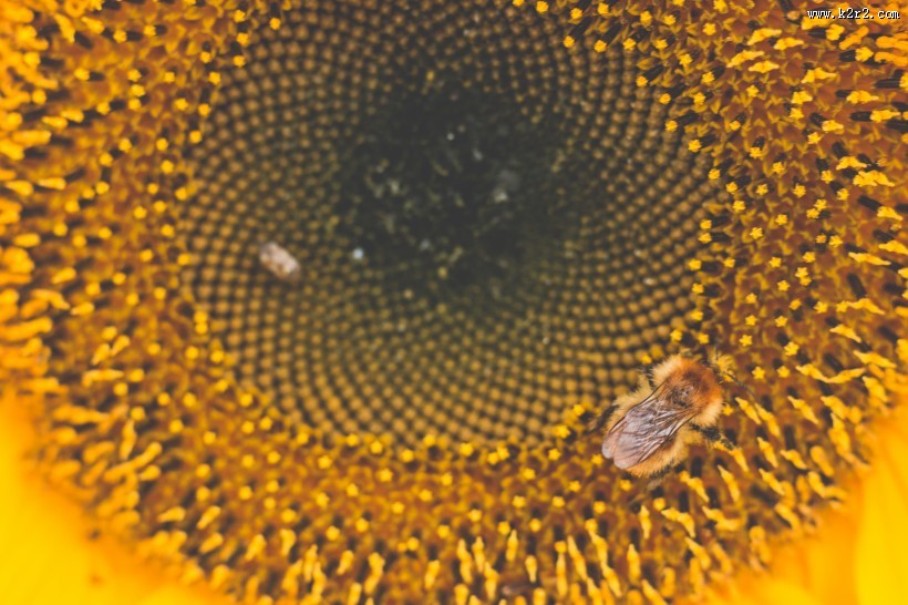 向日葵上的蜜蜂图片