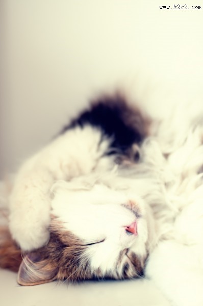 可爱的宠物猫图片