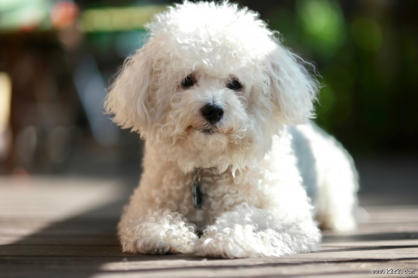 白色卷毛比熊犬图片