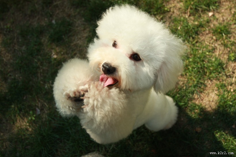 白色卷毛比熊犬图片