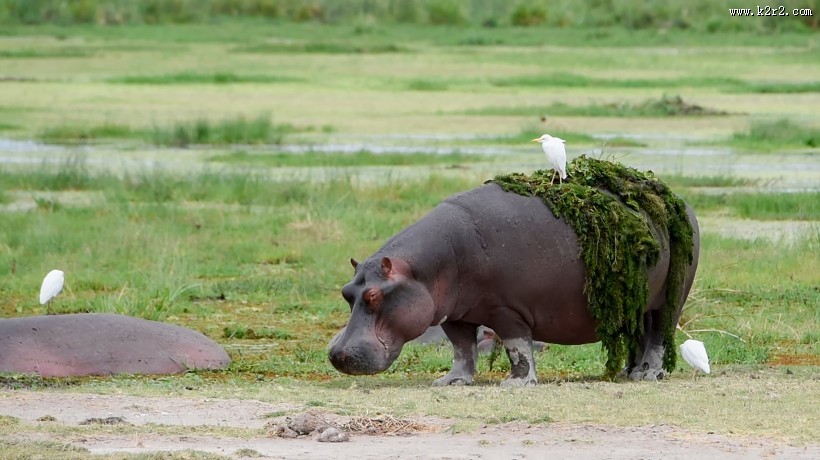 体型庞大的河马图片
