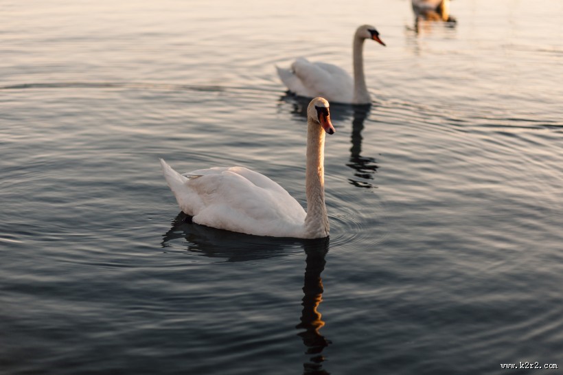 优雅的白天鹅图片