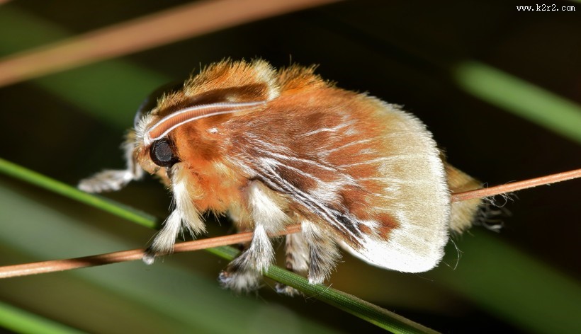 毛绒绒的飞蛾图片大全
