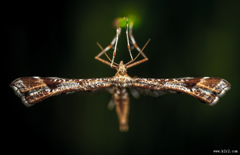 毛绒绒的飞蛾图片大全