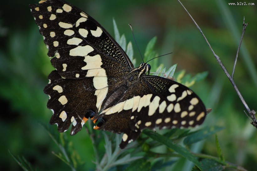 神秘的黑蝴蝶图片