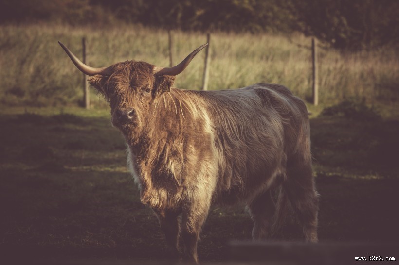 长着犄角的公牛图片第2张
