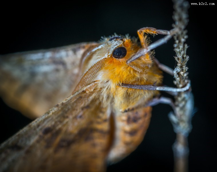 毛绒绒的飞蛾图片