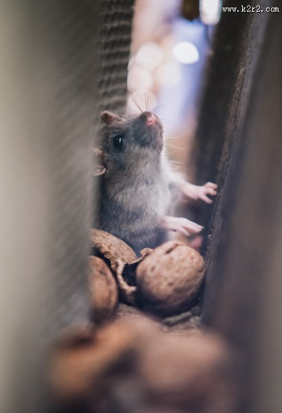 可爱的小老鼠图片大全