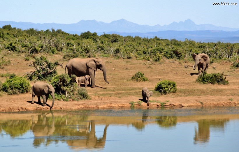 体形庞大的大象图片大全