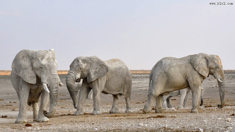 体形庞大的大象图片大全