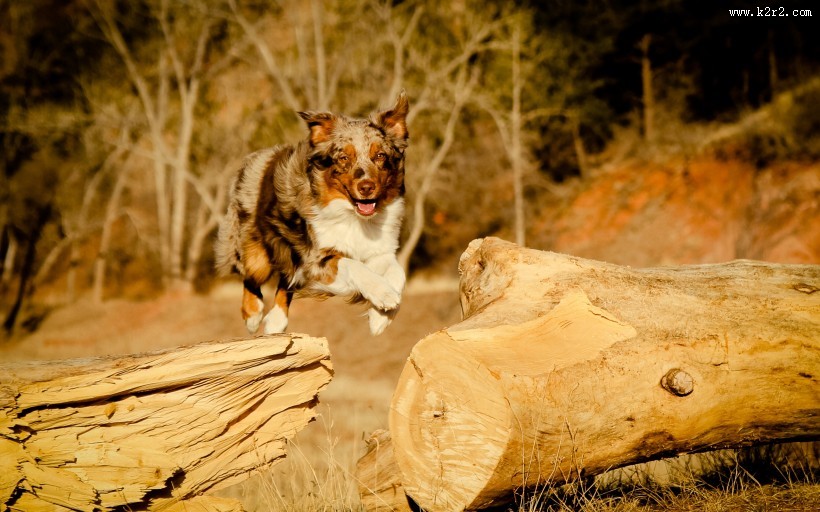 澳洲牧羊犬图片大全