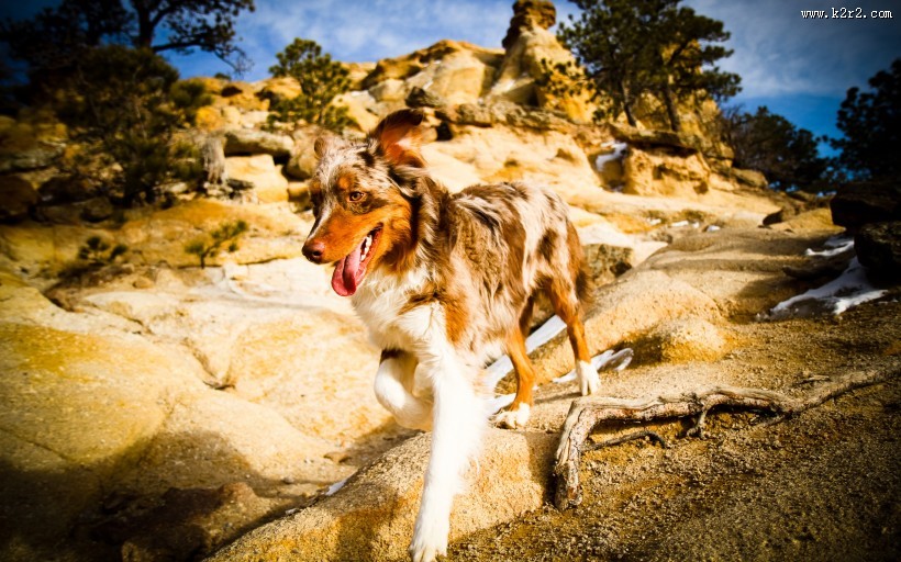 澳洲牧羊犬图片大全