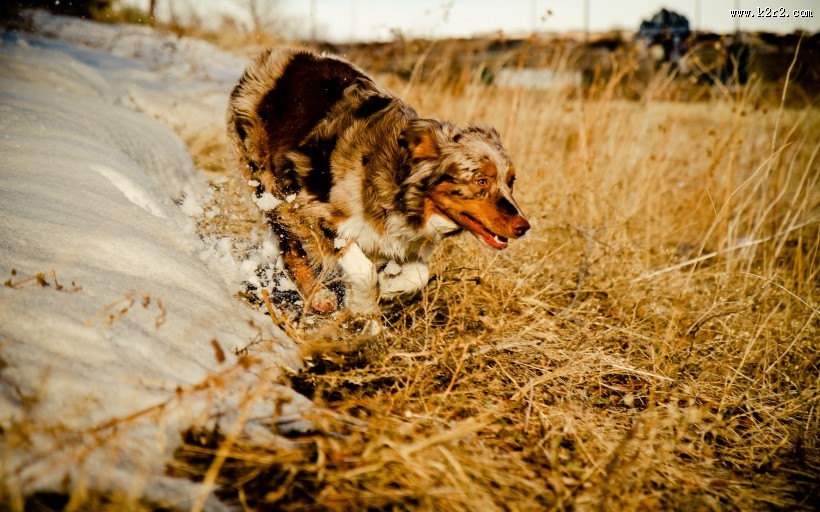 澳洲牧羊犬图片大全