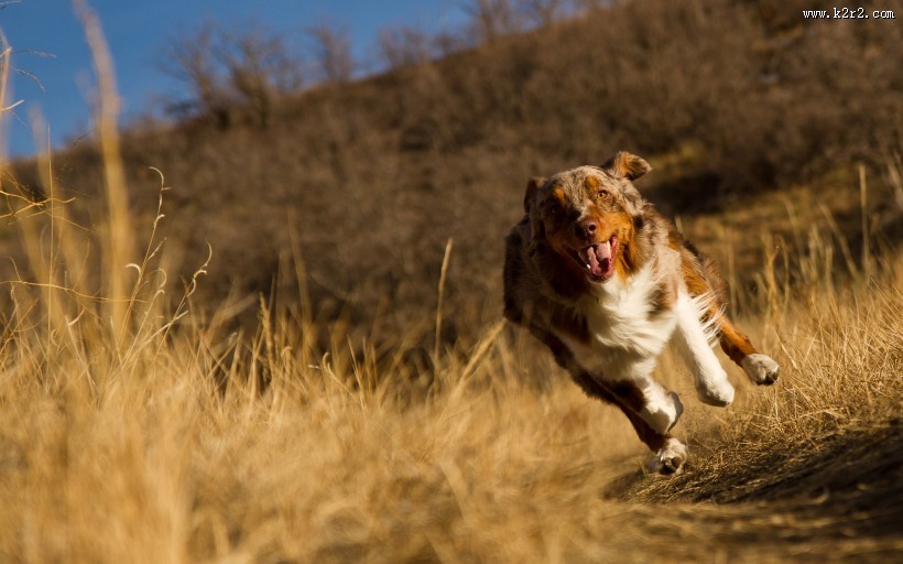 澳洲牧羊犬图片大全
