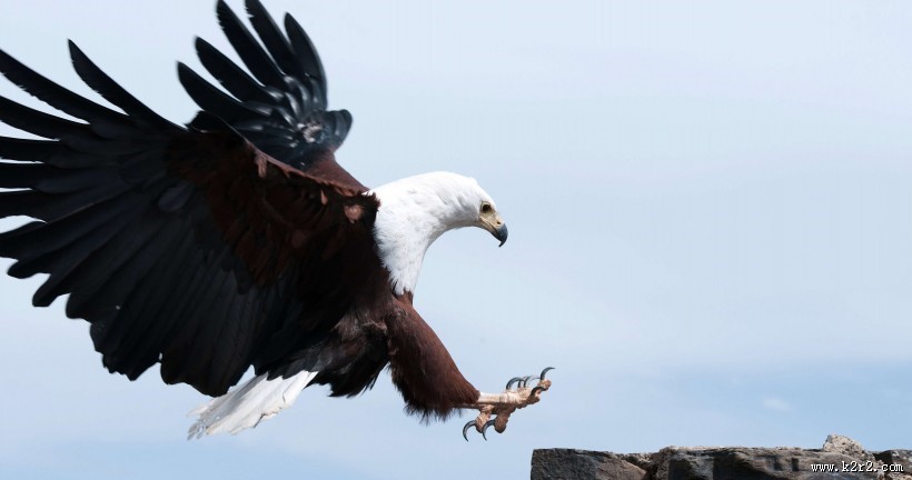 美国国鸟白头海雕图片大全