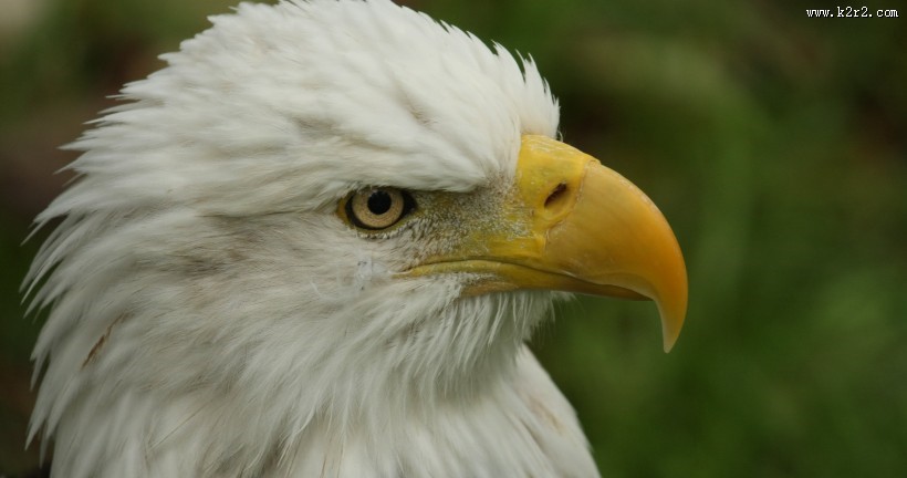 美国国鸟白头海雕图片大全