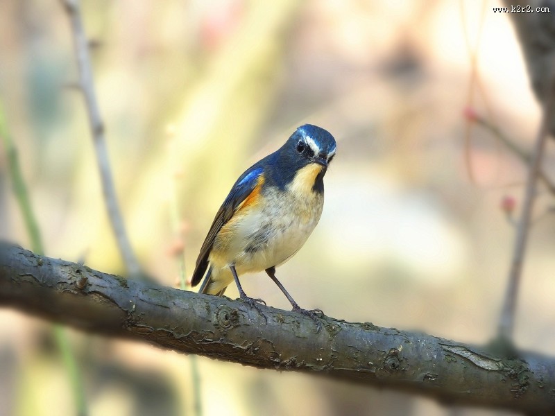 枝头上的红胁蓝尾鸲图片