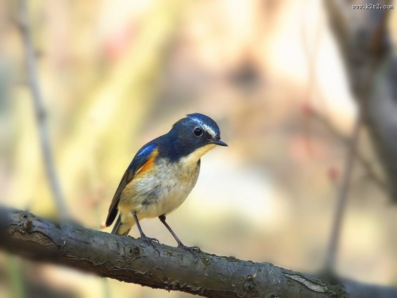 枝头上的红胁蓝尾鸲图片