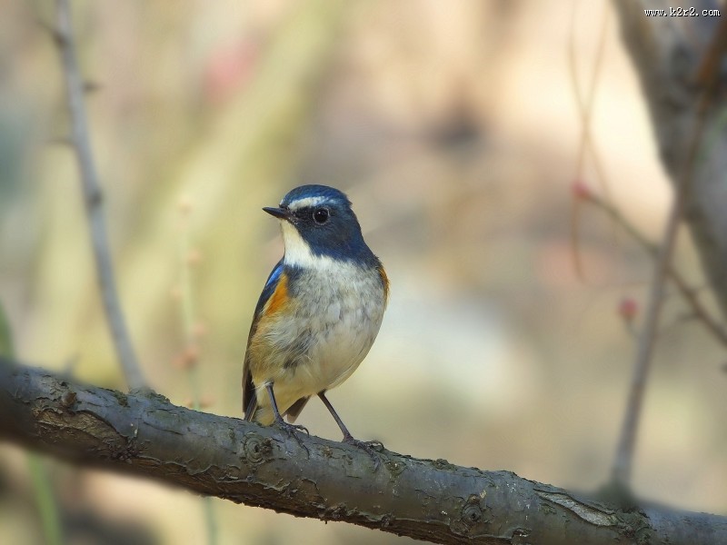 枝头上的红胁蓝尾鸲图片