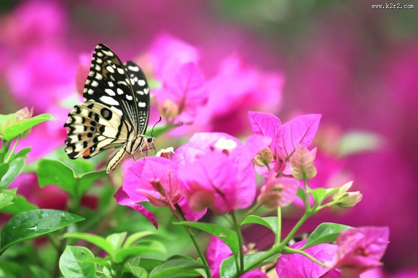 恋花的蝴蝶图片大全