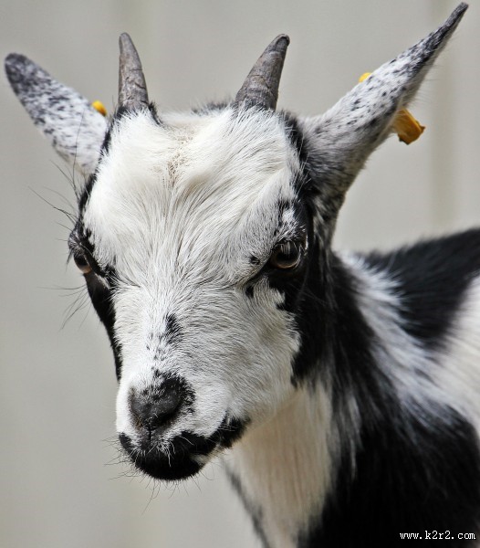 温顺的山羊图片大全