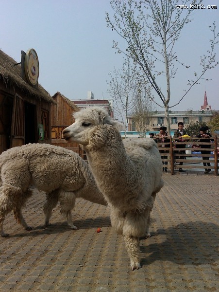 动物园里的羊驼图片