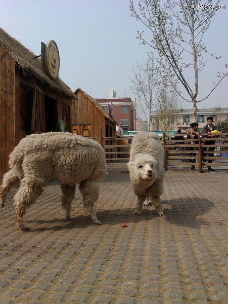 动物园里的羊驼图片