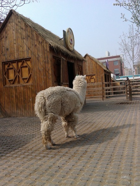 动物园里的羊驼图片