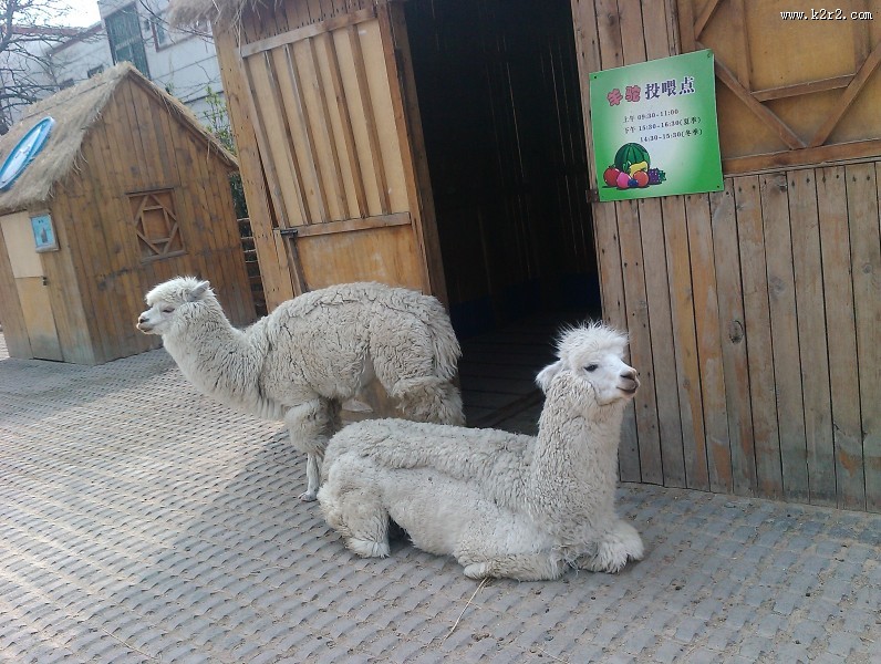 动物园里的羊驼图片