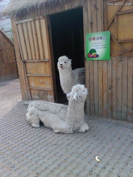 动物园里的羊驼图片