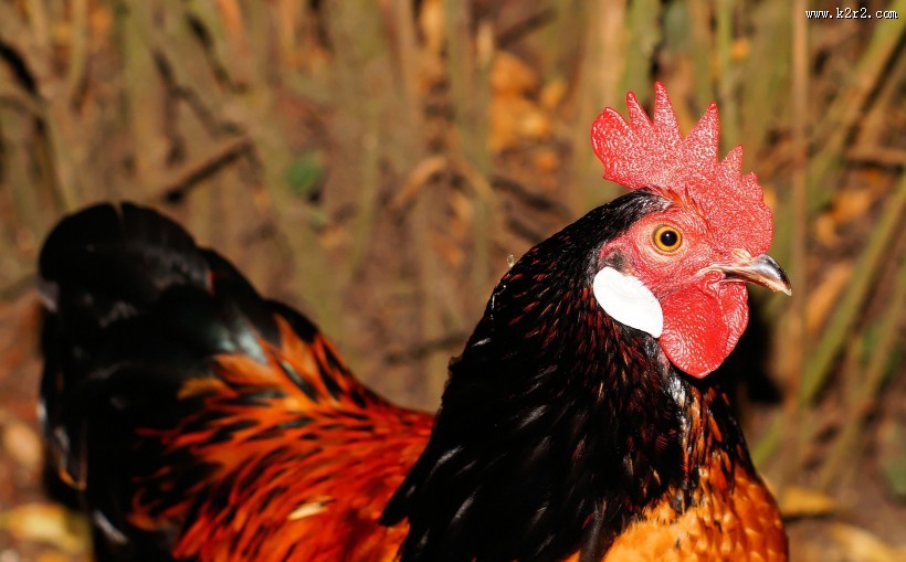 雄赳赳的大公鸡图片