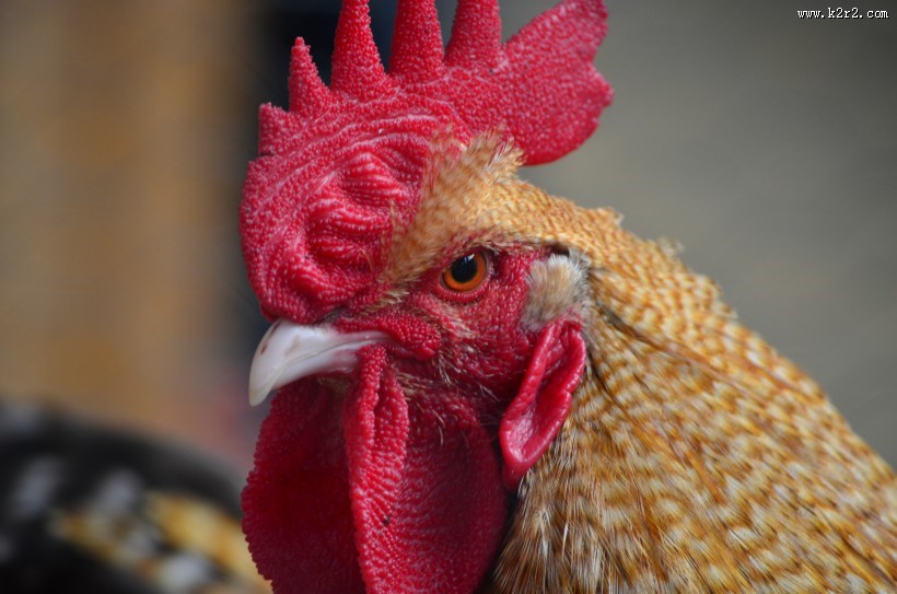 雄赳赳的大公鸡图片