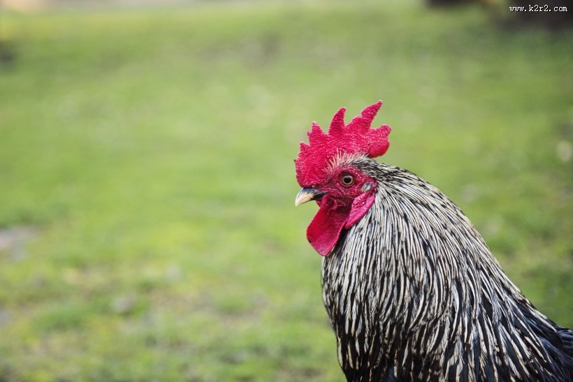雄赳赳的大公鸡图片