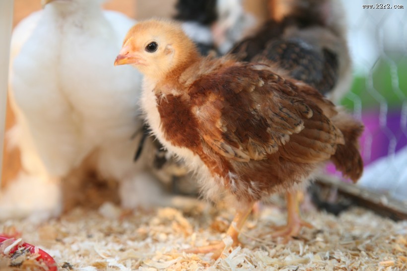 毛绒绒的小鸡仔图片