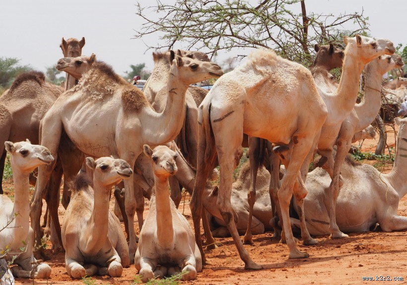骆驼高清图片大全