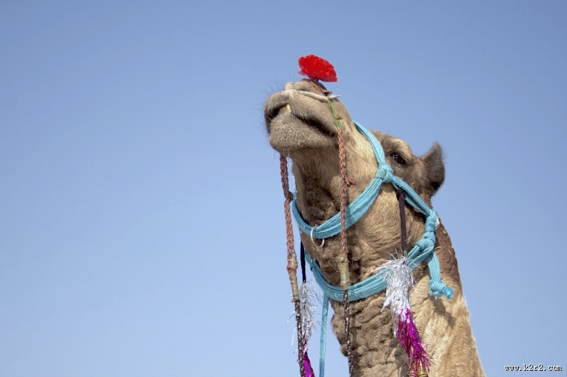 骆驼高清图片大全