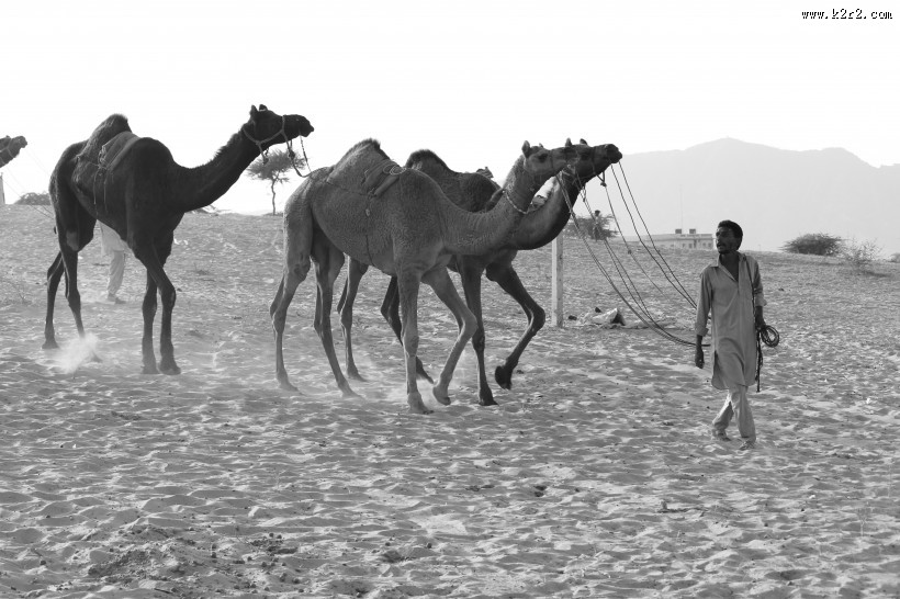 骆驼高清图片大全