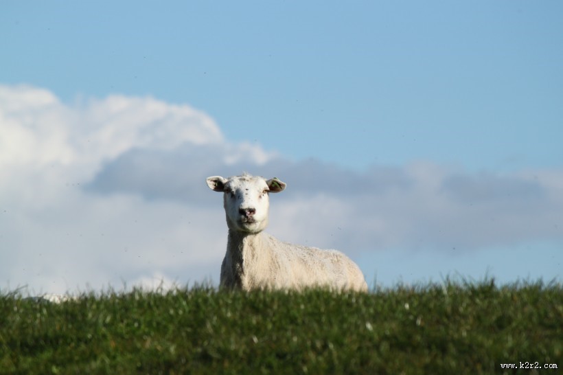 可爱的绵羊图片