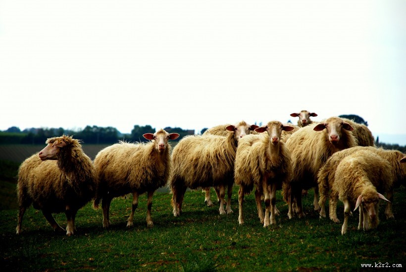 可爱的绵羊图片