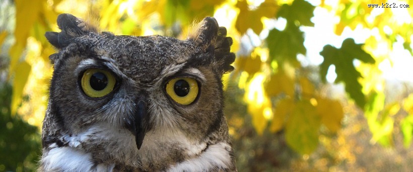 眼神尖锐的猫头鹰图片大全
