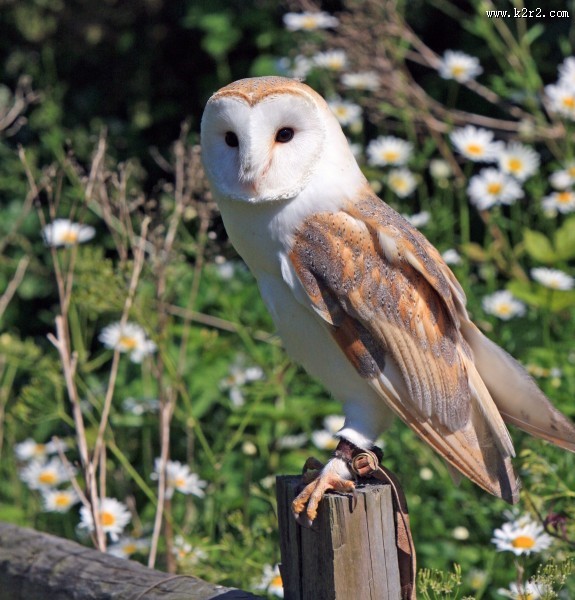 眼神尖锐的猫头鹰图片大全