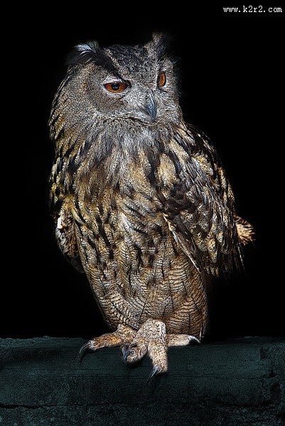 眼神尖锐的猫头鹰图片大全