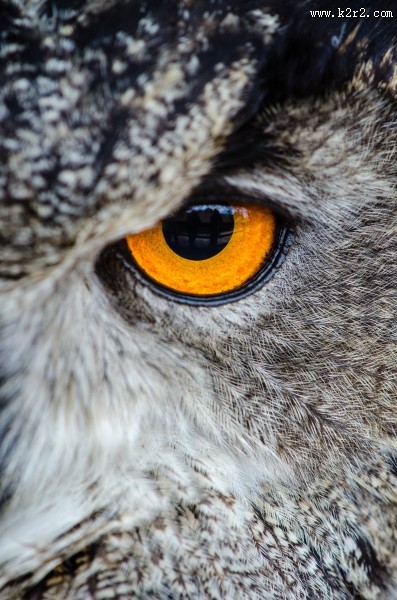 眼神尖锐的猫头鹰图片大全