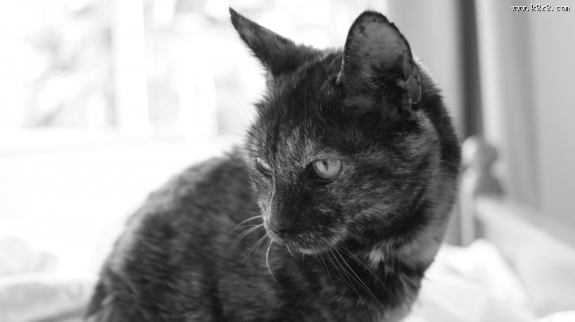 扭头张望的猫图片