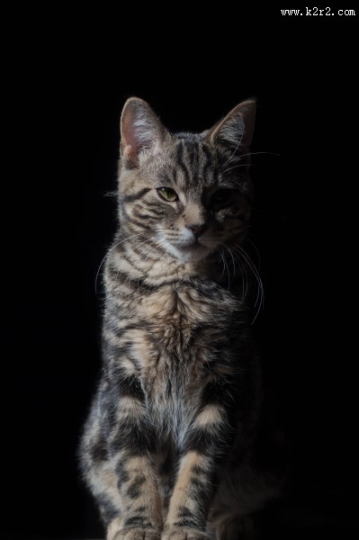 扭头张望的猫图片