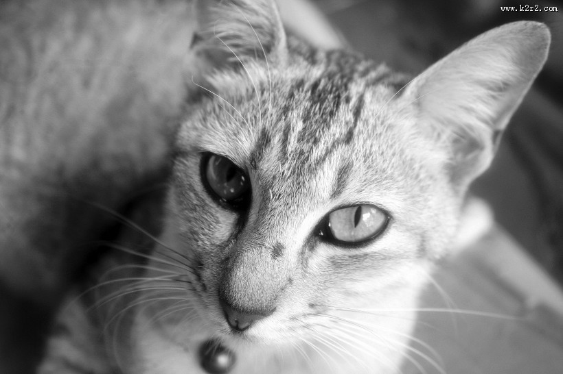 乖巧可爱的猫图片