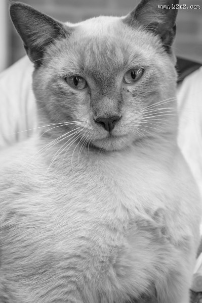 乖巧可爱的猫图片