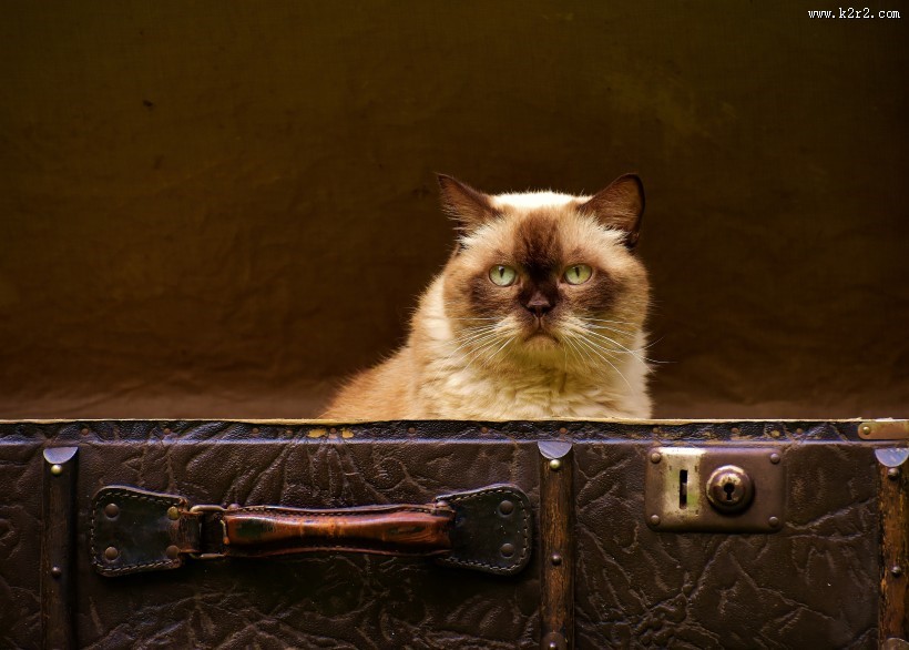 向远处张望的猫图片